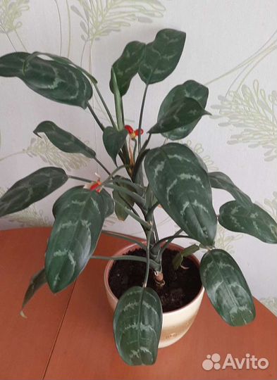 Агалаонема