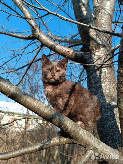 В добрые руки