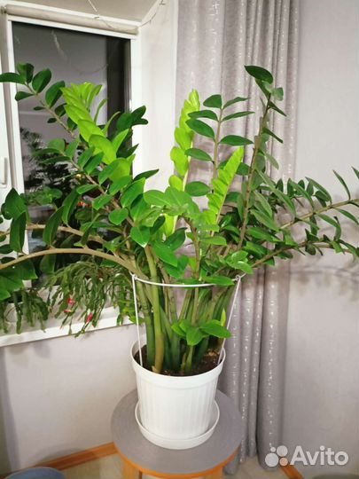 Замиокулькас