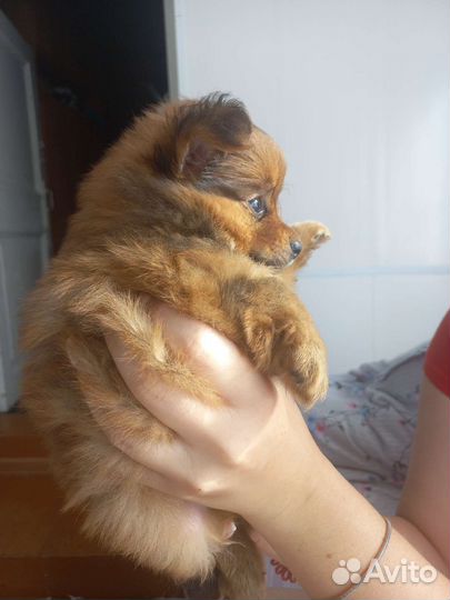 Щенки шпица