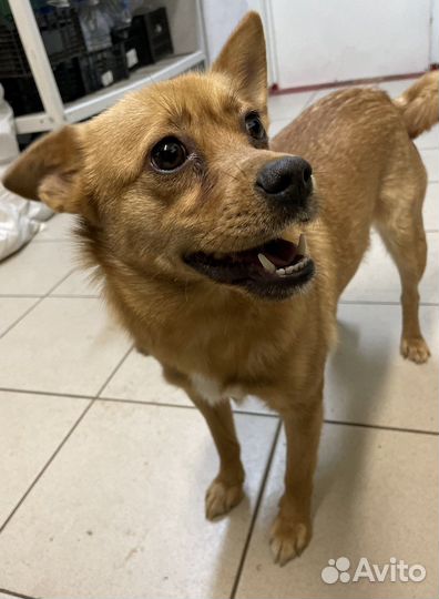 Собака в добрые руки