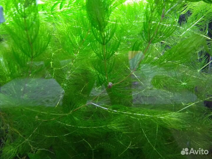 Роголистник веточка от 30 см