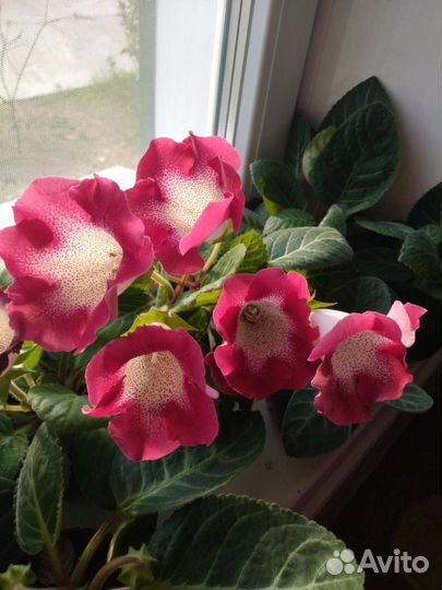 Глоксиния цветущая