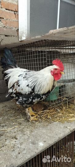 Петухи на племя Доминант