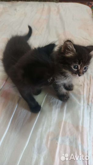 Вислоухие котята
