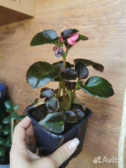 Бегония вечноцветущая