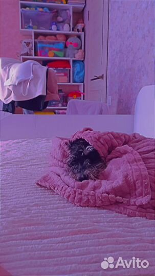 Цвергшнауцер