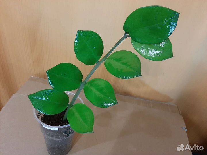 Комнатные цветы