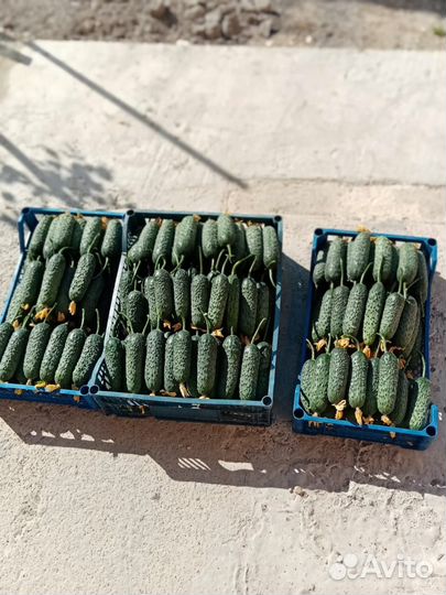 Свежие домашние с грядки