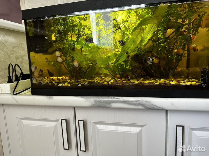 Аквариум с рыбками