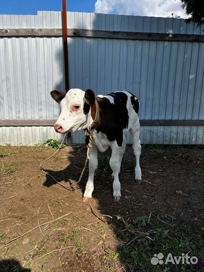 Джерсейская корова