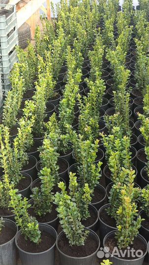 Декоративные растения ель/самшит/тисс/клён/злаки