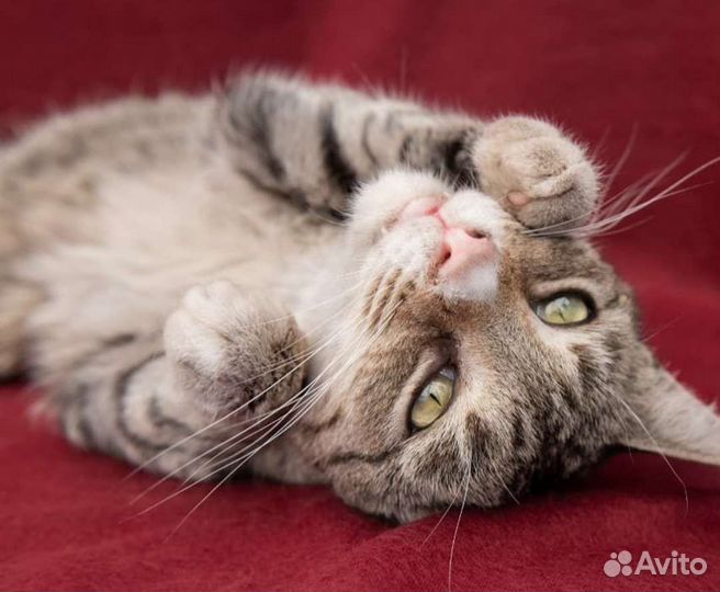 Томас ищит дом