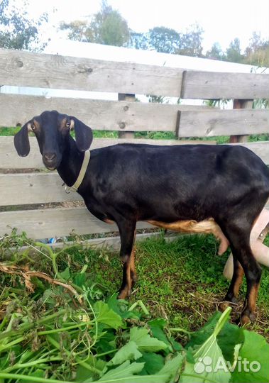 Дойные козы