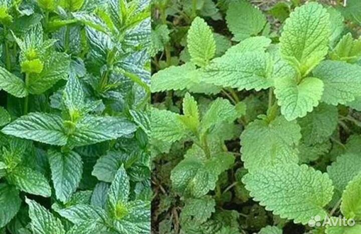 Иссоп, душица, мята, мелиса лук многолетний