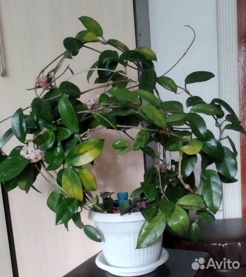 Хойя цветет