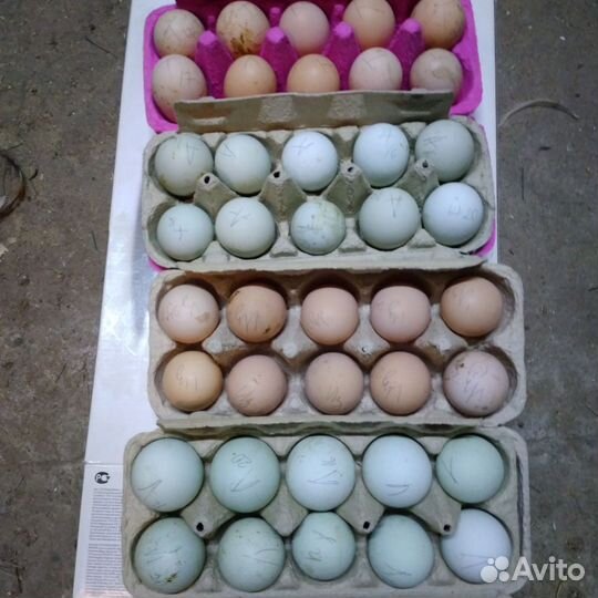 Легбар, Амераукана, Синь дянь, Брама, Голошейка