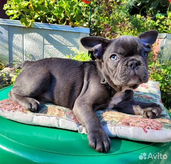 Лиловотигровые и лиловый