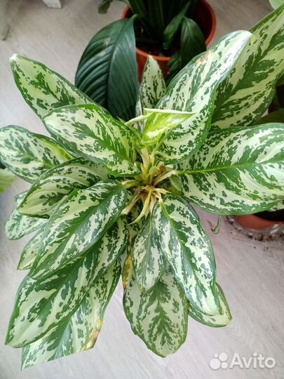 Сортовые аглаонемы