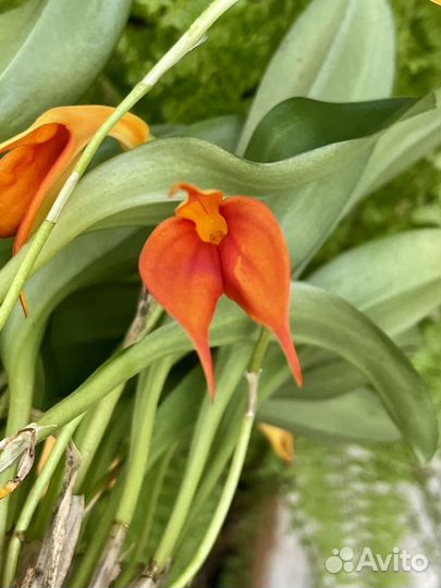 Масдеваллия (Bellavallia)