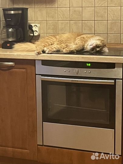 Отдам кота в добрые руки