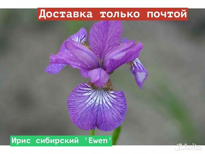 Ирис сибирский Ewen