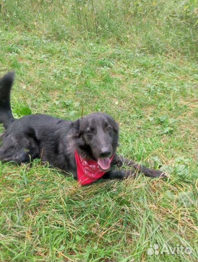 Собака Мишка в добрые руки