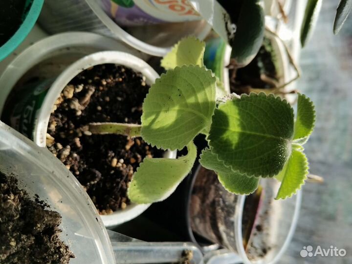 Комнатная мята