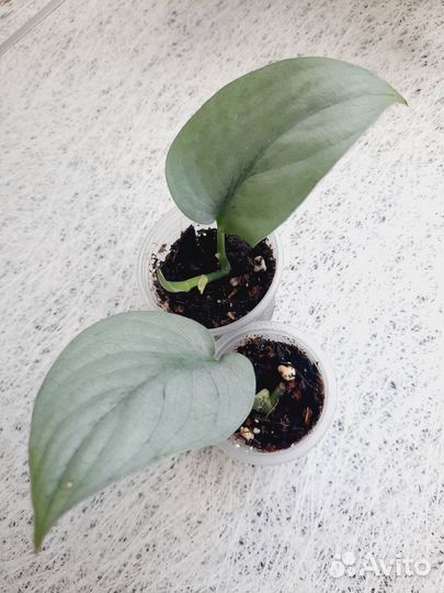 Сциндапсусы и эпипремнумы