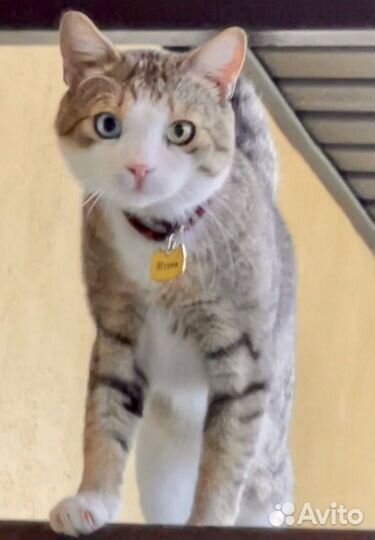 Кот разноглазый