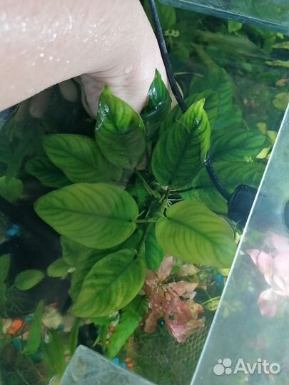 Анубиас нана