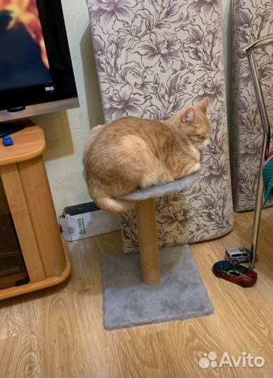 Когтеточка для кошек новая