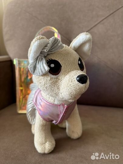 Собачка в сумочке Чичилав