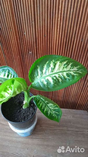 Диффенбахия три вида