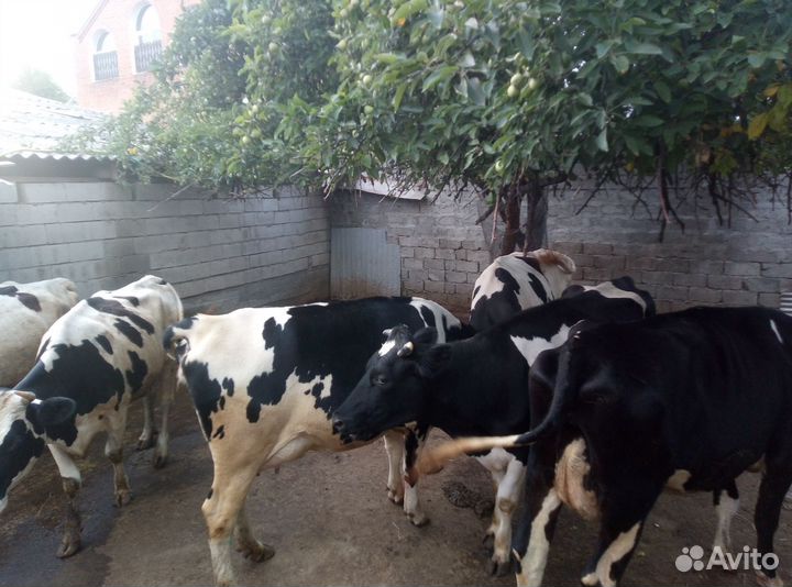 Дойные коровы