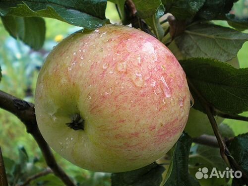 Саженцы плодовых деревьев и декоративных растений