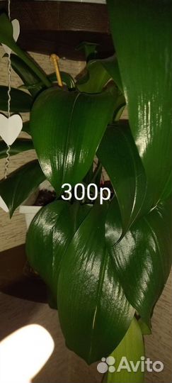 Продам цветы комнатные