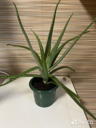 Толстянка и алоэ вера