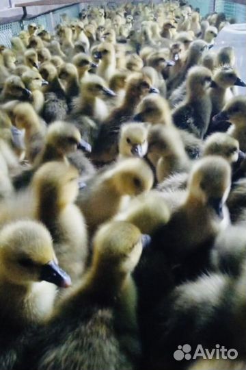 Индюшата утята