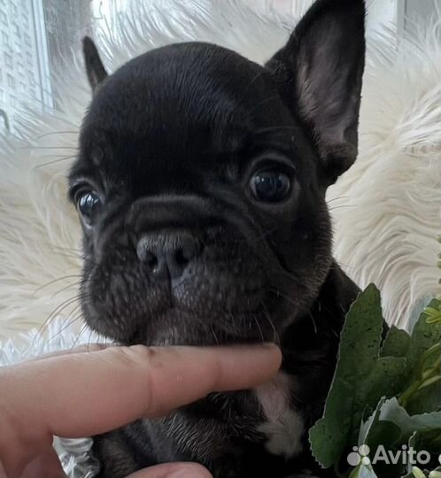 Чёрная жемчужина