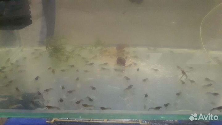 Аквариумные раки