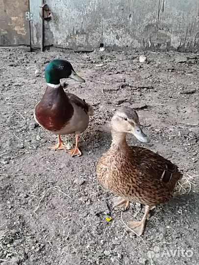 Утки подсадные для охоты
