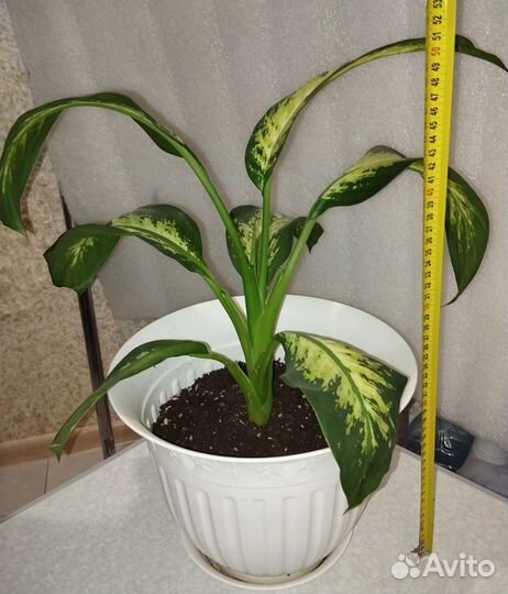 Продам диффенбахию