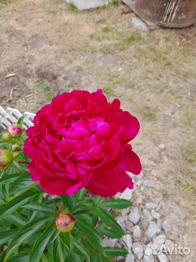 Пионы саженцы