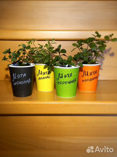 Зарытие сезона.Мяты, душицы, чабрецы, бергамот