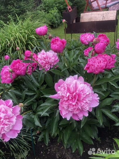 Хоста,пионы,лилейник