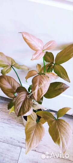 Сингониум Аврора