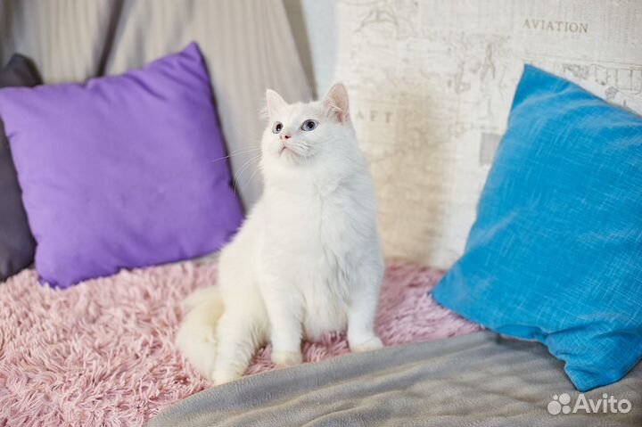 Особенный кот Беломор ищет особенных людей