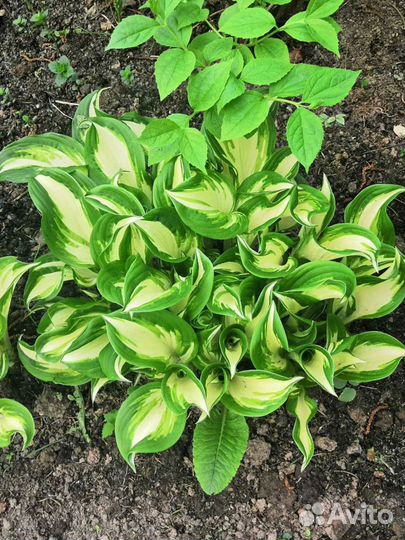 Хоста, ирисы