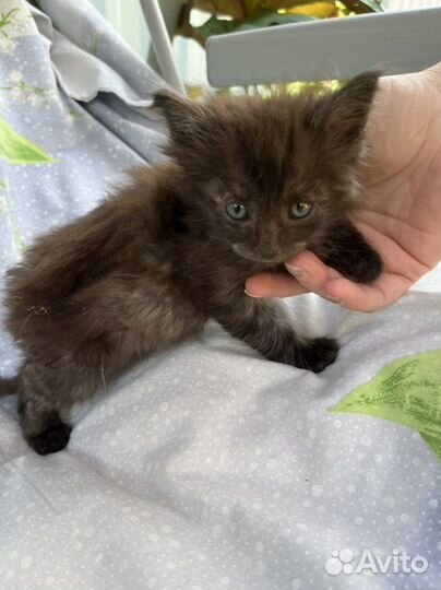 Котята сибирские